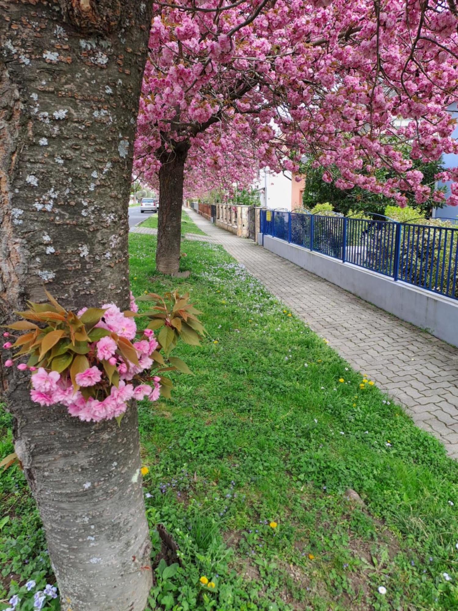 Laguna Apartmanhaz Heviz Bagian luar foto
